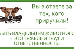 Как привлечь к ответственности хозяина собаки, которая  покусала человека