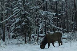 ИНК организовала 50 точек подкормки диких животных в Усть-Кутском районе