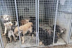 С 31 мая по 10 июня в Усть-Куте будет проходить отлов собак без владельцев 
