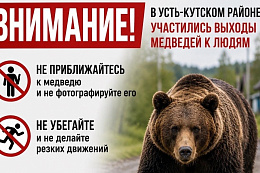 Внимание! В Усть-Кутском районе участились случаи выхода медведей к людям