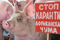 Уважаемые граждане – владельцы животных и руководители свиноводческих хозяйств!