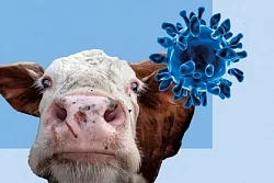 Опасная болезнь - Ящур