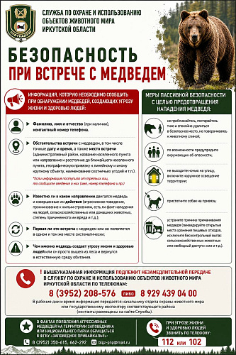 Безопасность при встрече с медведем