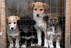 Служба ветеринарии Иркутской области объявила о конкурсе предоставления грантов на создание приютов для животных
