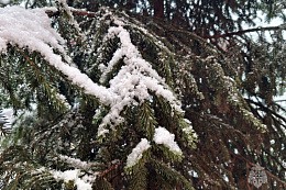 Осадки в виде дождя и мокрого снега, усиление ветра ожидаются в Иркутской области 21 ноября