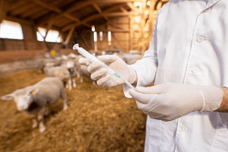 В Усть-Кутском районе проводят весеннюю обработку сельхозживотных