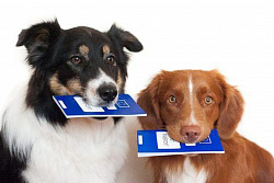 Регистрация домашних собак. Вопросы-ответы