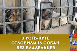В Усть-Куте состоялся отлов бездомных собак