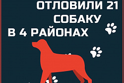 21 бездомную собаку отловили в Усть-Куте в период с 1 по 2 декабря