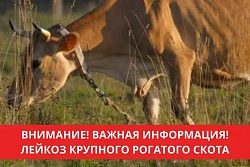 Лейкоз крупного рогатого скота (гемобластоз)