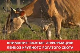Лейкоз крупного рогатого скота (гемобластоз)