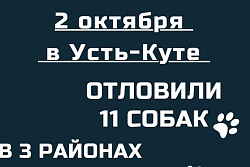 2 октября в Усть-Куте отловили 11 бездомных собак