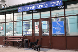 Служба ветеринарии Приангарья напоминает о необходимости вакцинации животных против бешенства