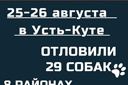 25 и 26 августа в Усть-Куте отловили 29 собак без владельцев