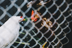 О гриппе птиц