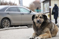 Служба ветеринарии Иркутской области: безопасность при встрече с собакой
