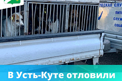 В Усть-Куте отловили 11 бездомных собак