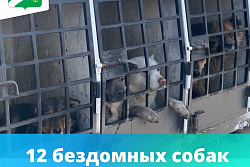 12 бездомных собак отловили в Усть-Куте 22 мая