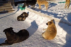 26 бездомных собак отловили в Усть-Куте в минувшие выходные. 