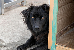 В Усть-Кутском районе отловили 16 бездомных собак