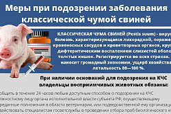 Классическая чума свиней 