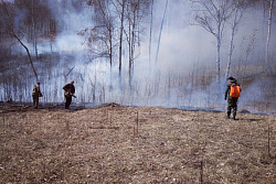За минувшие сутки в лесном фонде Иркутской области ликвидировано пять пожаров