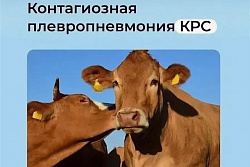 Контагиозная плевропневмония крупного рогатого скота 