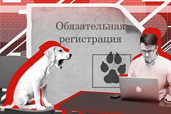 Есть собака? Не забудьте зарегистрировать ее!