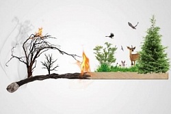 На территории Усть-Кутского района продолжают действовать лесные пожары
