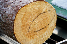 В Иркутской области участникам СВО предоставят право на первоочередное приобретение древесины для собственных нужд