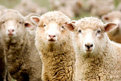 Профилактика оспы овец и коз