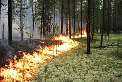 На территории Усть-Кутского муниципального образования обнаружено 2 низовых лесных пожара