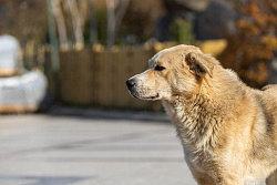 24 октября в Усть-Кутском районе пройдёт отлов собак без владельцев