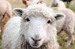 Брадзот овец