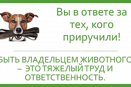 Дополнительные требования к содержанию домашних животных, в том числе к их выгулу, на территории Иркутской области