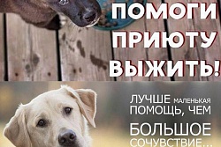 Открыт сбор средств для приюта для бездомных собак «Верный друг».