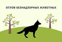 В Усть-Куте прошёл отлов бездомных собак