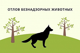 В Усть-Куте прошёл отлов бездомных собак