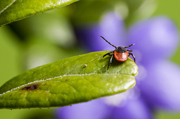Об эпидемиологической ситуации по клещевым инфекциям на территории Иркутской области