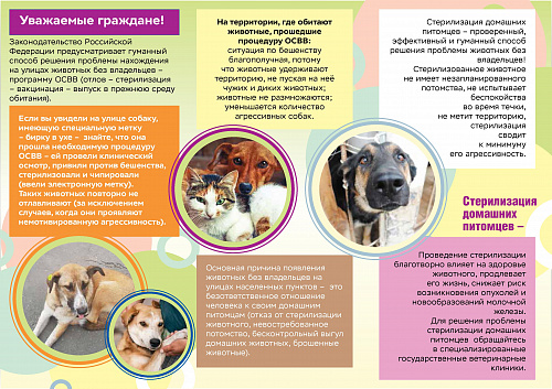 Домашние животные и ответственное обращение с ними