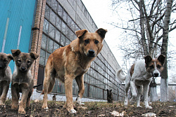 Бездомные собаки: куда сообщить и как защититься от нападения?