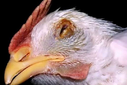 Болезнь Марека у животных