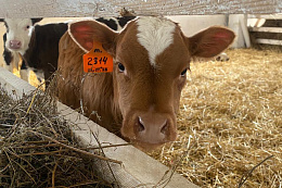 Служба ветеринарии Иркутской области предпринимает меры по недопущению в регион пастереллёза