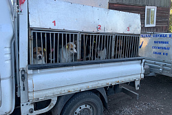 В Усть-Куте отловили 17 бездомных собак