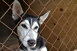 В Иркутской области объявлен конкурс грантов на создание приютов для животных