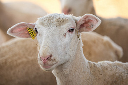 До 1 декабря 2025 года владельцы мелкого рогатого скота в Приангарье обязаны зарегистрировать своих животных