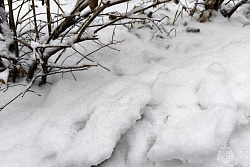 Усиление ветра, снег, метели, понижение температуры ожидаются в ряде районо региона 29 ноября
