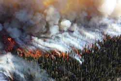 На территории Усть-Кутского района действует 4 лесных пожара