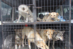 17-18 февраля в Усть-Куте пройдёт отлов агрессивных собак без владельцев