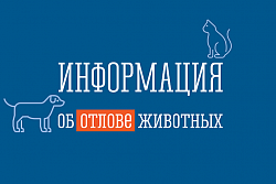 Усть-Куте отловили 18 собак без владельцев